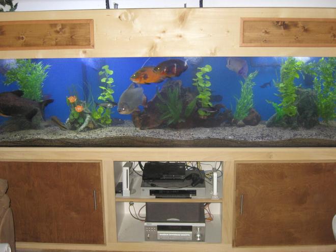240 gallons freshwater fish tank (mostly fish and non-living decorations) - This is an updated pic of my 240,  I took out the river rock and put in sand,  The reason I took out the river rock is because I couldn''t clean the the rocks like I wanted to, and to give it more like a lake bottom look