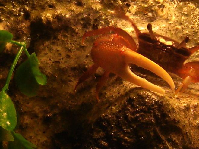 corals inverts - trapezia sp. - acropora crab stocking in 10 gallons tank - One of the big guys show off his muscle. Just to the right of him you can see a row of holes in the background. I ran a tube along the back wall and built a constant drip system that flows down the wall. This allows the crab that arnt in the water to get their lungs wet when they need to.