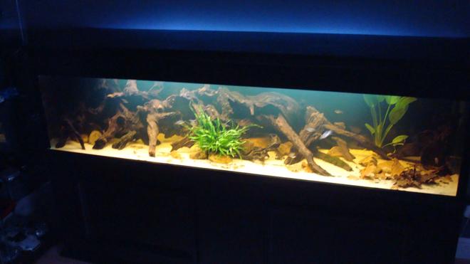 120 gallons planted tank (mostly live plants and fish) - 7 foot amazon black water biotope 

84"x18"x18"

bogwood
river rock (natural colour)
sand substrate
java fern
java moss
amazon frogbit
amazon sword
oak leaves for leaf litter

fish are 

breeding pair of convict cichlids
12 columbian tetra
8 emerald cory's
1m/2f green swordtails

2 nerite zebra snails