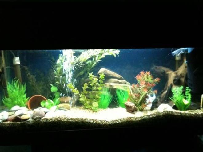 108 gallons freshwater fish tank (mostly fish and non-living decorations) - 3 foot tank before i got all my new fish D