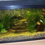 20 gallons planted tank (mostly live plants and fish) - Tank 1