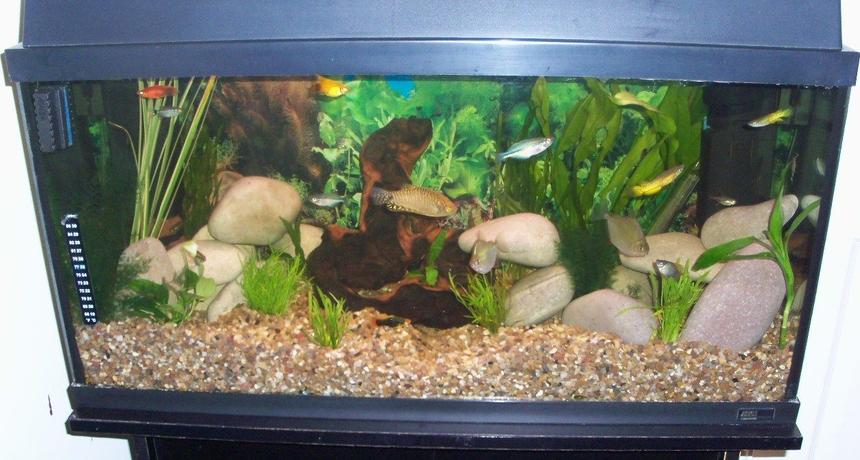 Rated #270: 20 Gallons Freshwater Fish Tank - Tank 2