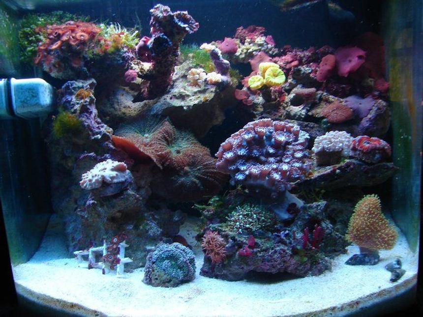 Rated #28: 12 Gallons Reef Tank - Most recent of my CUBE