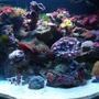 12 gallons reef tank (mostly live coral and fish) - Most recent of my CUBE
