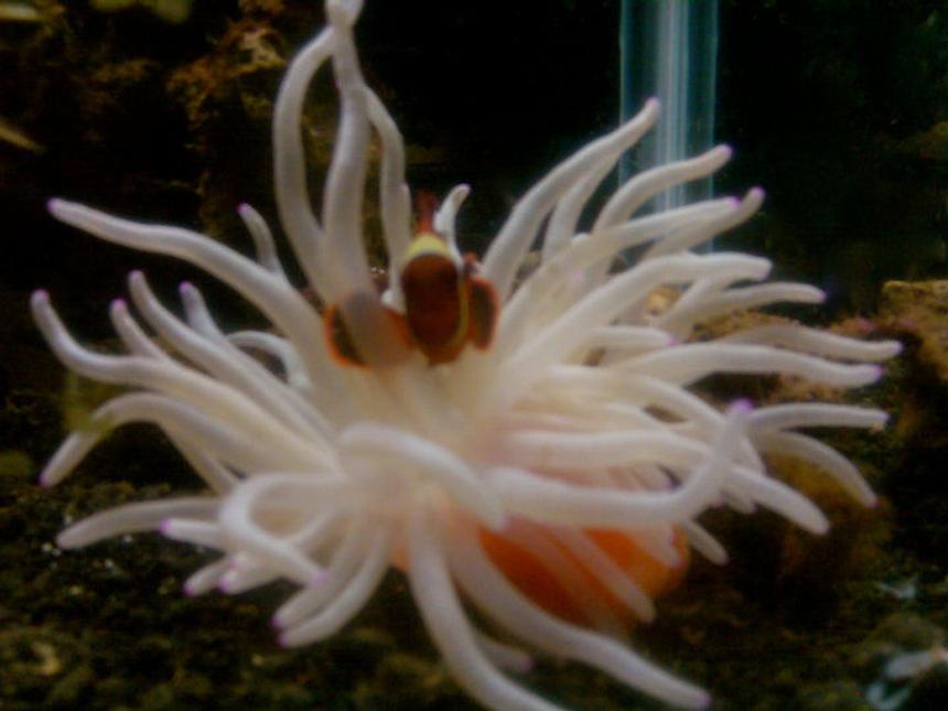 Rated #71: Corals Inverts - Condylactis Gigantea - Condy Anemone Stocking In 40 Gallons Tank - maroon clown