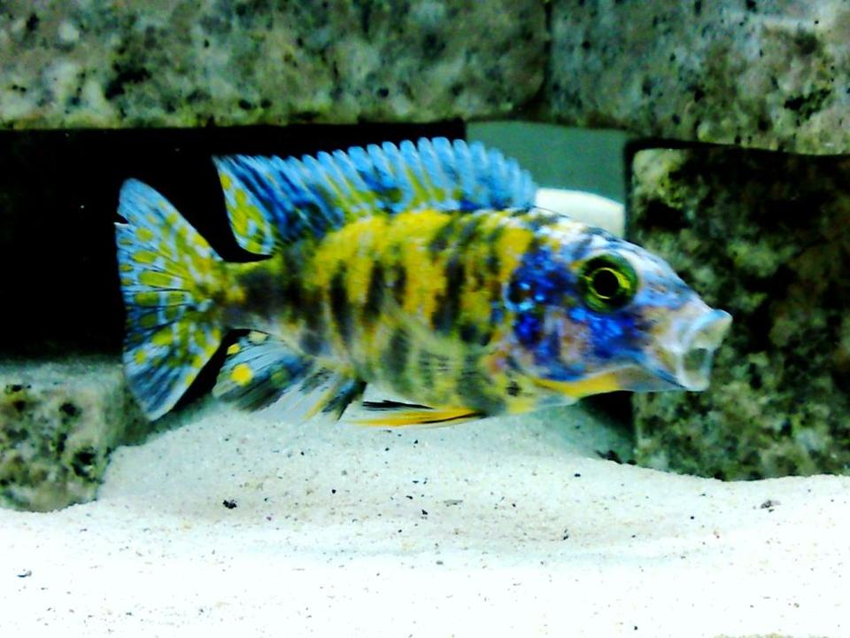 freshwater fish - aulonocara nyassae var. - peacock cichlid, orange blossom stocking in 120 gallons tank - Aulonocara O.B. Marble Peacock.

Young one. Taken using SE 8.1mp camera phone.