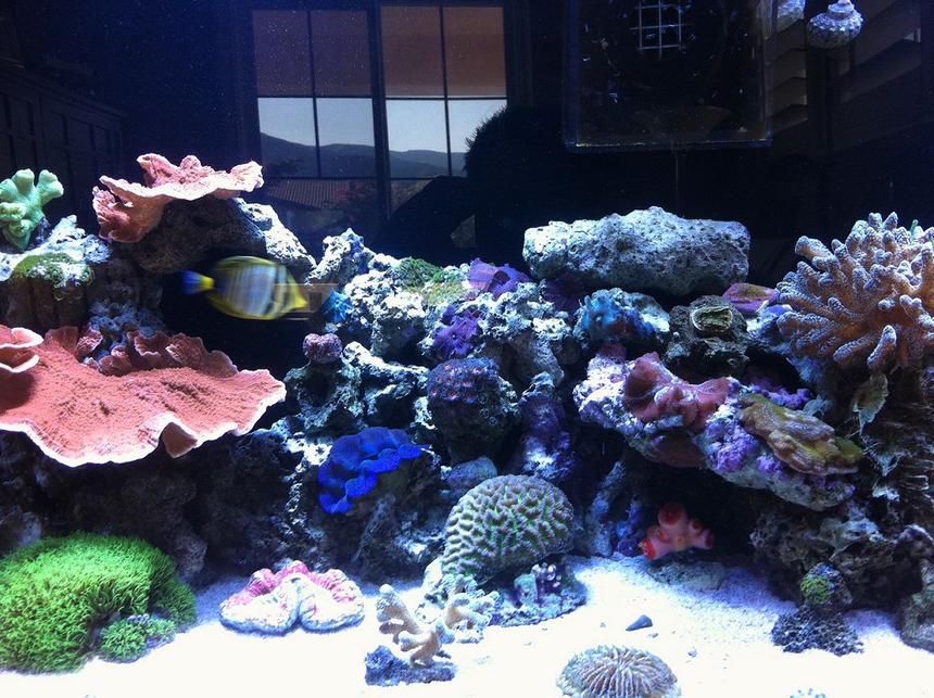 Rated #8: 60 Gallons Reef Tank - Left side of Clear for Life 60 Gallon Tall w/ 25 Gallon Sump 2 x 250w 20000k Metal Halides(8.3w/gal) Bubble Magus NAC6 Skimmer MJ 900 Powerhead Koriala Hydor 2 Powerhead Return Pump Coralife 1270c 1/3 Hp Arctica Chiller
