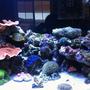60 gallons reef tank (mostly live coral and fish) - Left side of Clear for Life 60 Gallon Tall w/ 25 Gallon Sump 2 x 250w 20000k Metal Halides(8.3w/gal) Bubble Magus NAC6 Skimmer MJ 900 Powerhead Koriala Hydor 2 Powerhead Return Pump Coralife 1270c 1/3 Hp Arctica Chiller