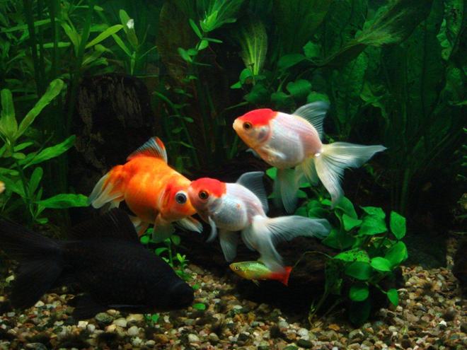 freshwater fish - carassius auratus - red cap oranda goldfish stocking in 25 gallons tank - goldfish