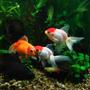 freshwater fish - carassius auratus - red cap oranda goldfish stocking in 25 gallons tank - goldfish