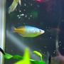 freshwater fish - melanotaenia boesemani - boesemani rainbow stocking in 540 gallons tank - my aquarium