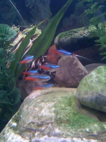 freshwater fish - paracheirodon innesi - neon tetra jumbo stocking in 46 gallons tank - Neon Tetras!