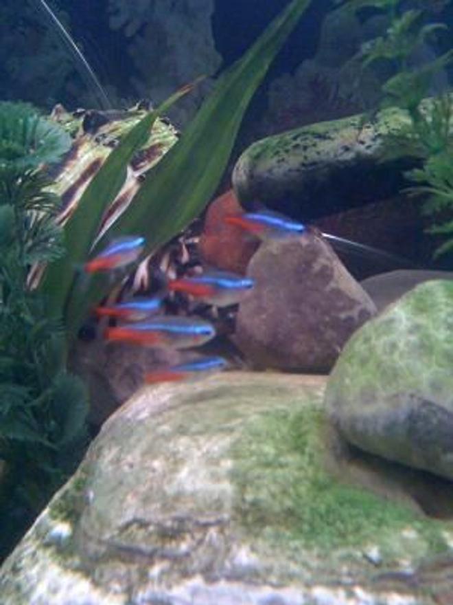 freshwater fish - paracheirodon innesi - neon tetra jumbo stocking in 46 gallons tank - Neon Tetras!