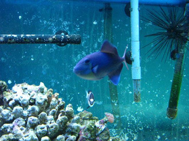 saltwater fish - odonus niger - niger triggerfish stocking in 150 gallons tank - triger