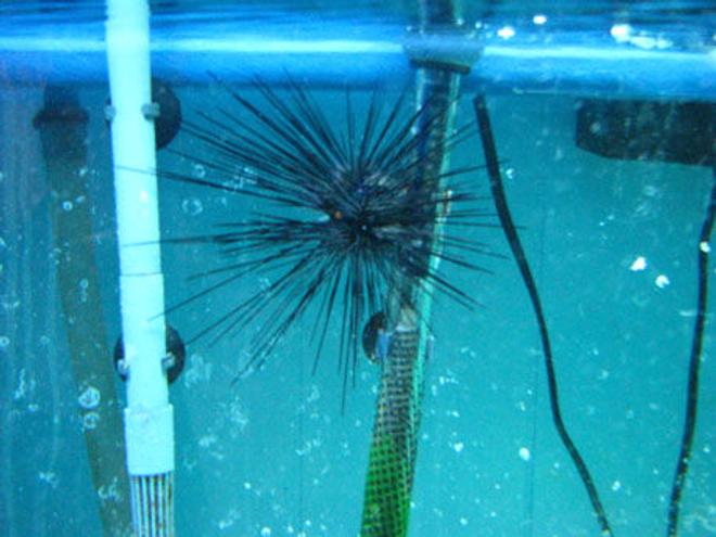 corals inverts - diadema setosum - longspine urchin, black stocking in 150 gallons tank - urchin