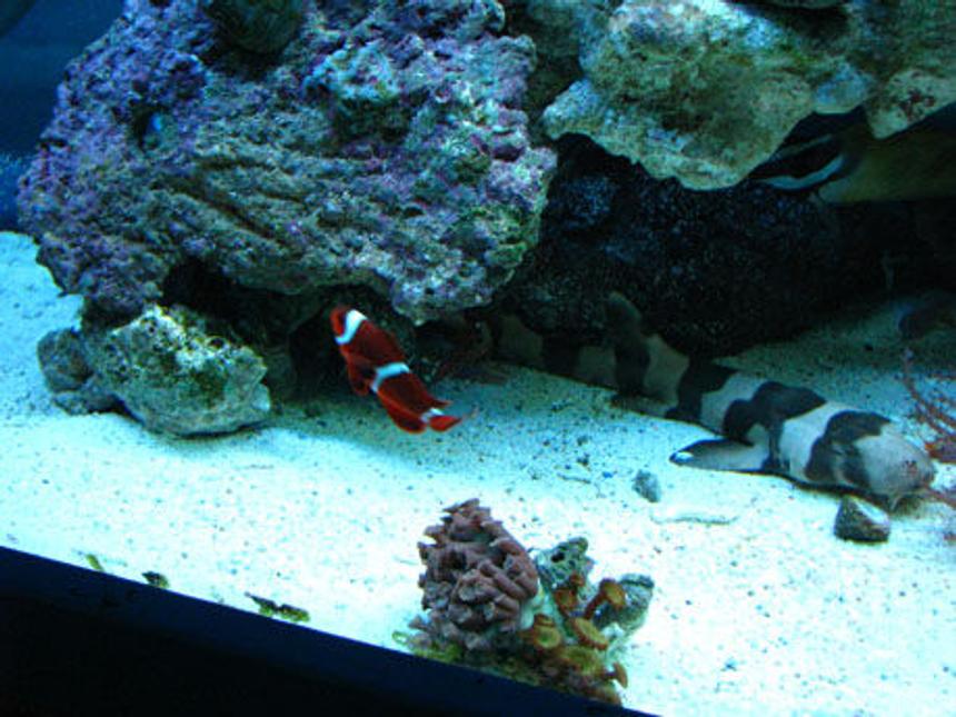 Rated #112: 150 Gallons Reef Tank - shark and clown