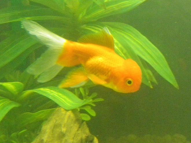 freshwater fish - carassius auratus - oranda goldfish stocking in 46 gallons tank - My oranda Flounder