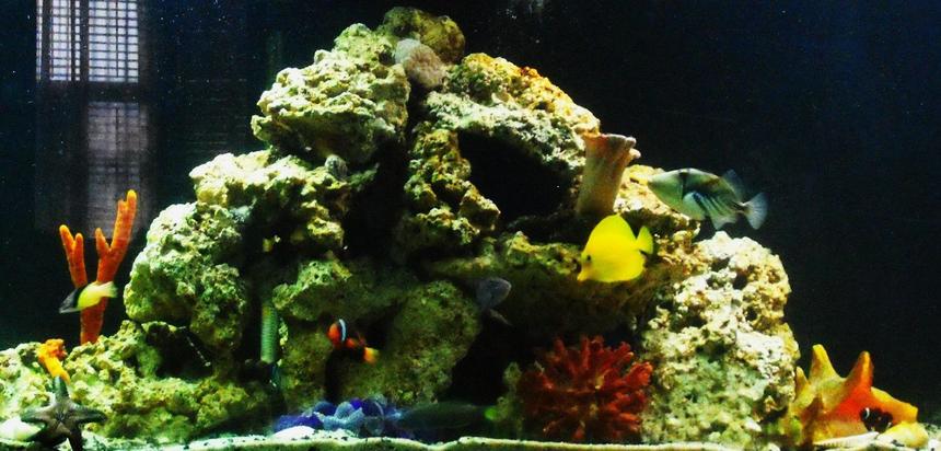 Rated #100: 264 Gallons Reef Tank - My first saltwater tank, less than 8 weeks old.  135g 6 foot long. 3 500gph hang on power filters, 1 powerhead, 1 protien skimmer, 1 300w heater, 1 coral sun light (blue spectrum) and 4 ultra sun (daylight)T8 bulbs. I have 150 pounds of turkani and figi live rock,Corals:  2 white bubble coral and 1 leather toadstool. Anemone: 2 condylactis anemone, 1 pink haitian and one long tenticle anemone.Starfish: 1 chocolate chip and 1 green brittlestarfish. Fish:1 Humu humu trigger, 2 niger trigger(only keeping one), 1 Coral hogfish, 1 yellow tang, 1 tomato clown, 1 maroon clown, 1 lunare wrasse, 1 blue head wrasse, 1 green un ID'd wrasse.  10 percent water change weekly, 30 percent w/c monthly plus topping off evaporation. Water testing done weekly. Ammonia 0 ppm, nitrite 0 ppm, nitrate 10 ppm or less. Salinity and KH adjusted as needed for evaporation.