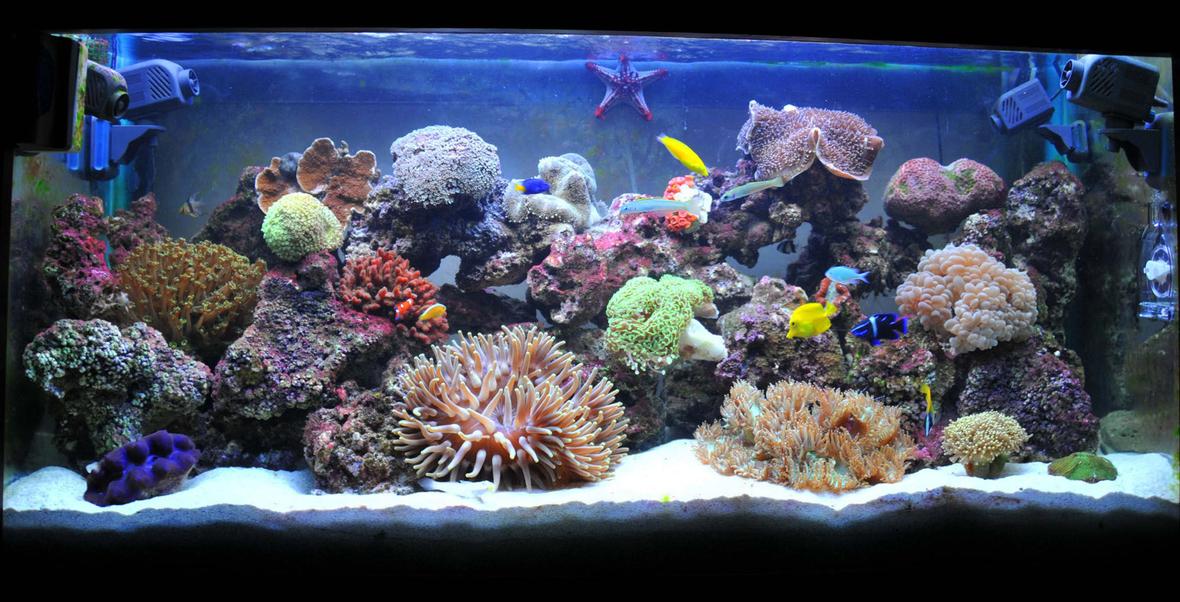 100 gallons reef tank (mostly live coral and fish) - Less Than 3 Months Old , Still Needs alot of Work and Time For it to Mature ...
