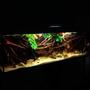 182 gallons planted tank (mostly live plants and fish) - Amazon Biotope