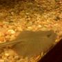 saltwater fish - urobatis halleri - round stingray stocking in 150 gallons tank - stingray....