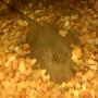 saltwater fish - urobatis halleri - round stingray stocking in 150 gallons tank - stingray....