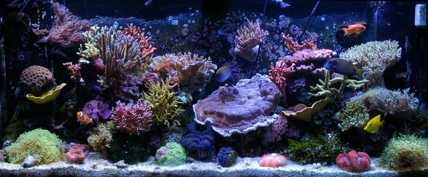 Rated #2: 150 Gallons Reef Tank - 150g SPS