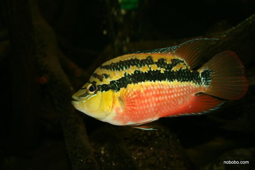 Rated #24: Freshwater Fish - Nandopsis Salvini - Salvini Cichlid Stocking In 422 Gallons Tank - Salvini