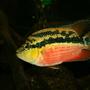 freshwater fish - nandopsis salvini - salvini cichlid stocking in 422 gallons tank - Salvini