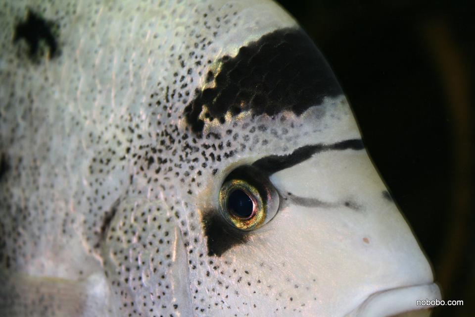 freshwater fish - vieja argentea - white cichlid stocking in 422 gallons tank - Vieja Argentea