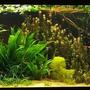 422 gallons planted tank (mostly live plants and fish) - angelfish, discus, planted aquarium
