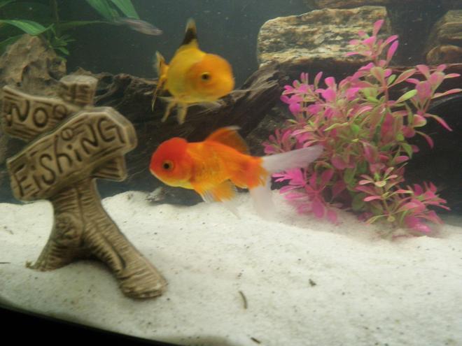 freshwater fish - carassius auratus - oranda goldfish stocking in 46 gallons tank - My Orandas Michael & Flounder

Please leave a comment