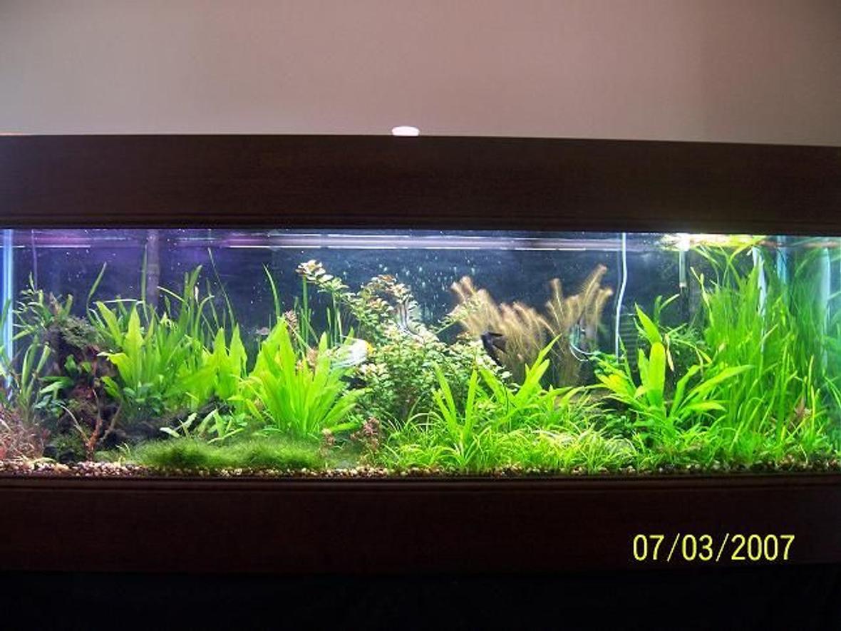 125 gallons planted tank (mostly live plants and fish) - This is a three year old pic of my tank. I figured I'd throw it up here and see what you all think.... It's different now but... The angels used to breed all the time...