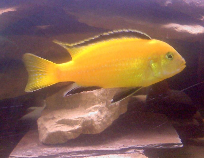 Rated #69: Freshwater Fish - Labidochromis Caeruleus - Electric Yellow Cichlid Stocking In 55 Gallons Tank - Peanut our yellow lab!