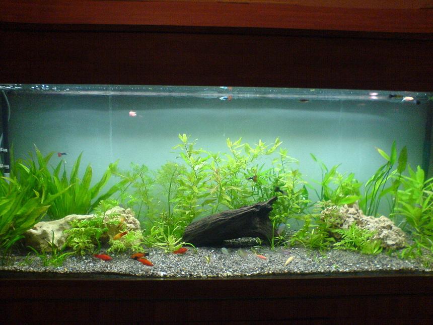Rated #135: 20 Gallons Planted Tank - My planted tank new setup, just 10 days old