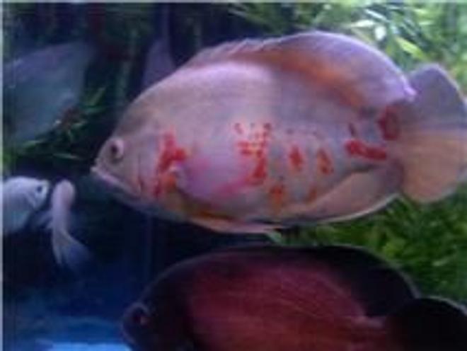 freshwater fish - astronotus ocellatus - albino oscar stocking in 120 gallons tank - my oscars