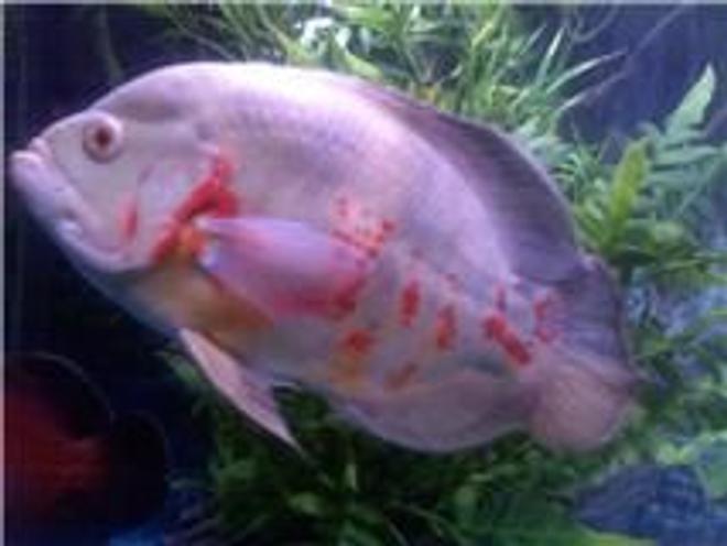 freshwater fish - astronotus ocellatus - albino oscar stocking in 120 gallons tank - albino white oscar