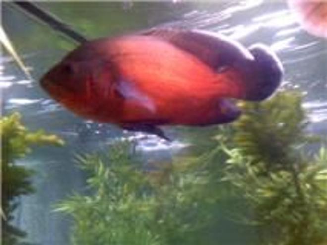 freshwater fish - astronotus ocellatus - red oscar stocking in 120 gallons tank - my red oscar both my oscars i believe are 1 and a half years old about 12 inches