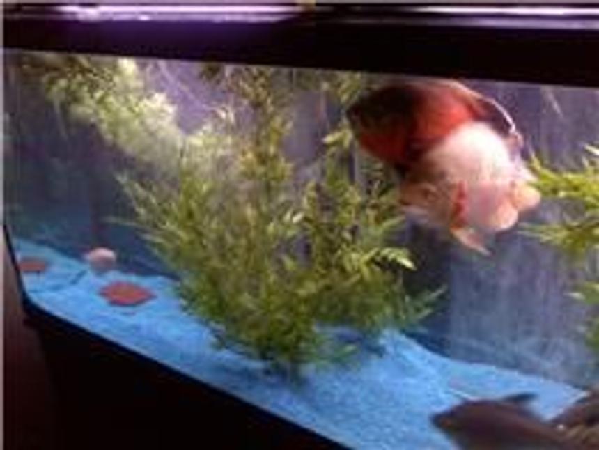 Rated #339: 120 Gallons Freshwater Fish Tank - this is my 120 gallon tank with my two 12 inch osacars .. along wirth a 10 inch barb. 5 inch blue fish .. 5 inch kisser and 8 inch african knife . :) thanks for looking and feel free to ask questions