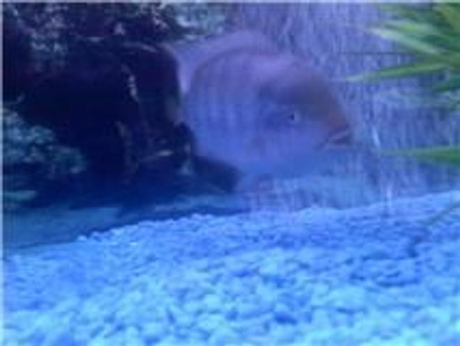 freshwater fish stocking in 120 gallons tank