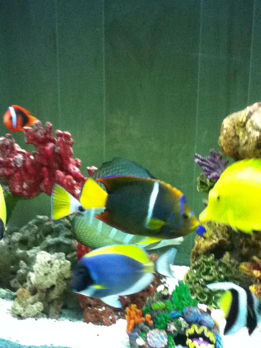 fish tank picture - passer angel