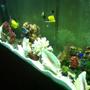 150 gallons saltwater fish tank (mostly fish, little/no live coral) - go fish!
