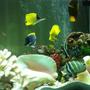 fish tank picture - go fish!