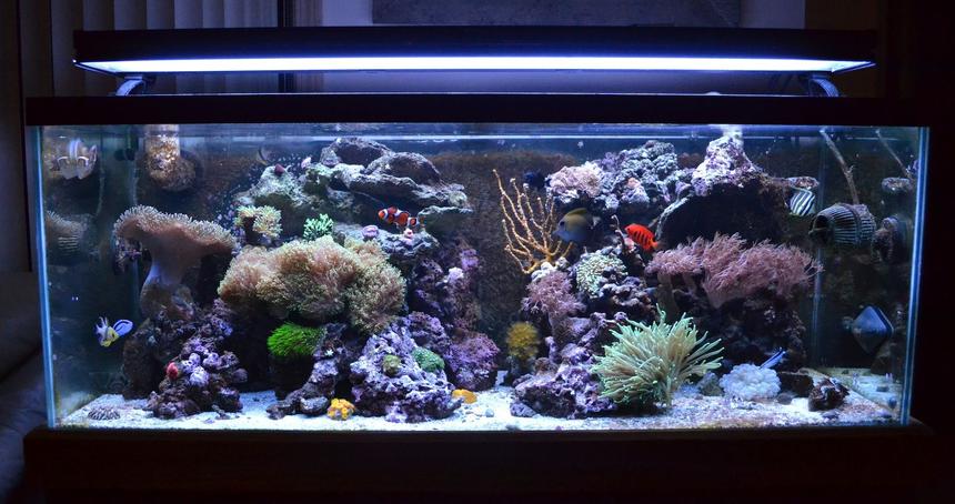 Rated #15: 90 Gallons Reef Tank - My Reef!