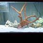 fish tank picture - My 75 saltwater aquarium. It only has a couple fish because it is still new.