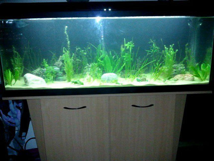 Rated #133: 48 Gallons Planted Tank - My new tank only set up yesterday! 200 litres :)