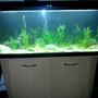 48 gallons planted tank (mostly live plants and fish) - My new tank only set up yesterday! 200 litres :)