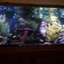 55 gallons planted tank (mostly live plants and fish) - 55 Gallon
