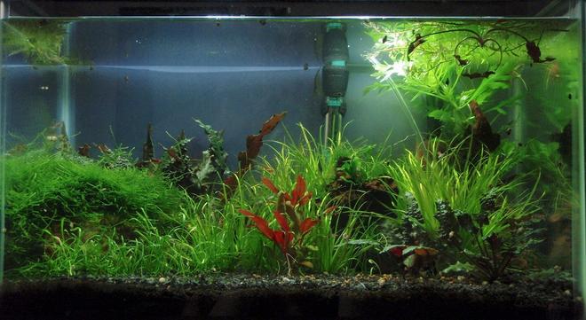 10 gallons planted tank (mostly live plants and fish) - 10 gallon as it was a few months ago