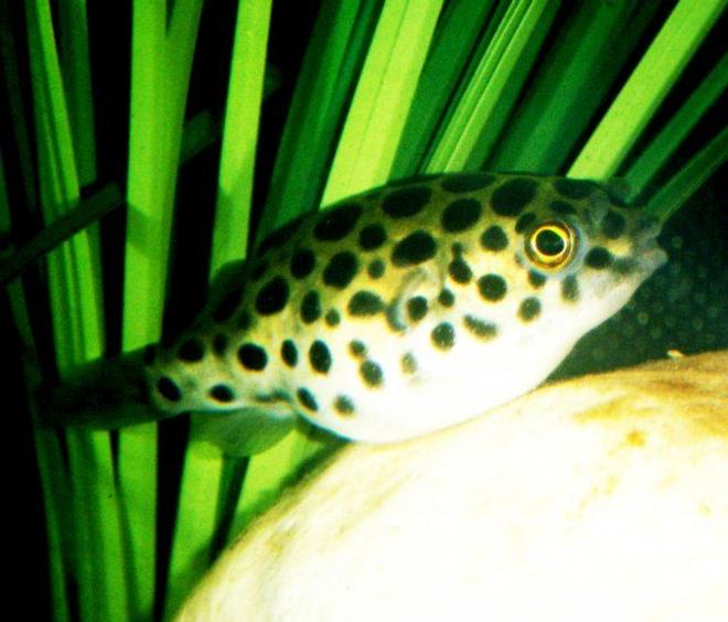freshwater fish - tetraodon nigroviridis - green spotted puffer stocking in 75 gallons tank - Green Spotted Puffer